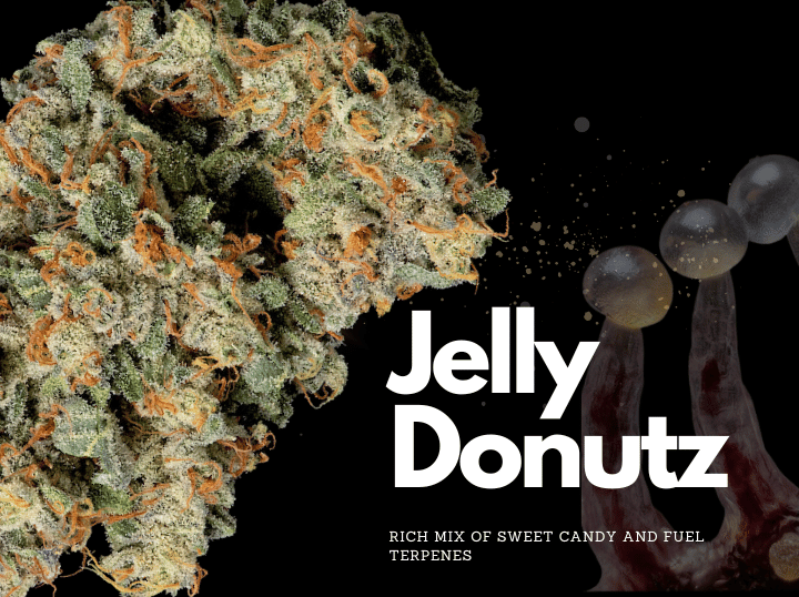 jelly Donutz